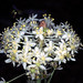 Lily Beard Photo 8