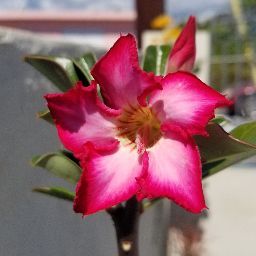 Rose Torres Photo 11