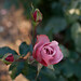 Rose Roman Photo 35