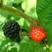 Clara Berry Photo 6