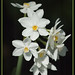Lisa Webster Photo 21