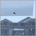 Virginia Crow Photo 4