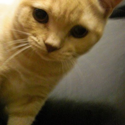 Man Lui Photo 5