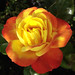 Rose Coronado Photo 15