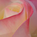 Rose Ayala Photo 41