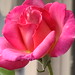 Rose Unger Photo 8