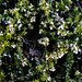 Rosemary Plant Photo 11