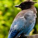 Bird Jay Photo 7