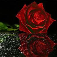 Linda Carlsen Photo 18