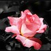 Rose Pollard Photo 28