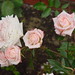 Minnie Rose Photo 6