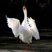 Judith Wing Photo 18