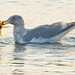 Jamie Gull Photo 9