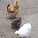 Gail Potter Photo 22