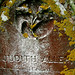 Judith Moss Photo 24