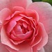 Katharine Rose Photo 8