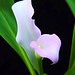 Crystal Lilly Photo 9
