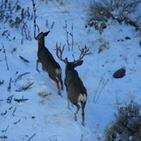 Charles Conner Photo 28