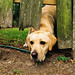 Eric Labrador Photo 19
