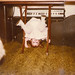 Renee Downing Photo 22