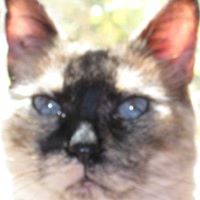 Candace Prince Photo 15