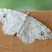 Mark Merwin Photo 4