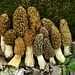 Jim Morel Photo 9