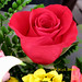 Rose Rojas Photo 25