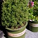 Rosemary Plant Photo 7