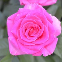 Debbie Brose Photo 7