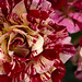 George Rosa Photo 29