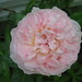 Evelyn Rose Photo 35
