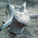 Lisa Schulz Photo 38