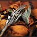 Debi Anderson Photo 29