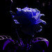 Rose Luna Photo 14