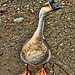 Ronald Geese Photo 2