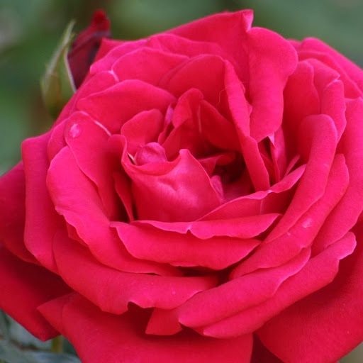 Rose Delgado Photo 24
