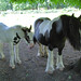 Dean Meadows Photo 22