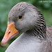 James Close Photo 29