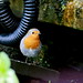 Robin Hough Photo 25