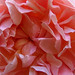 Evelyn Rose Photo 41
