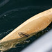 Mark Hessian Photo 11