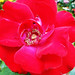 Clarice Rosa Photo 22