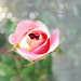 Thomas Avers Photo 4