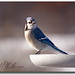 Bird Jay Photo 2