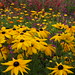 Susan Jewell Photo 32