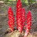 Robyn Plant Photo 5
