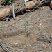 Jeffrey Plant Photo 13