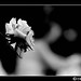 Rose Camacho Photo 21