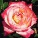 Rose Rosado Photo 20